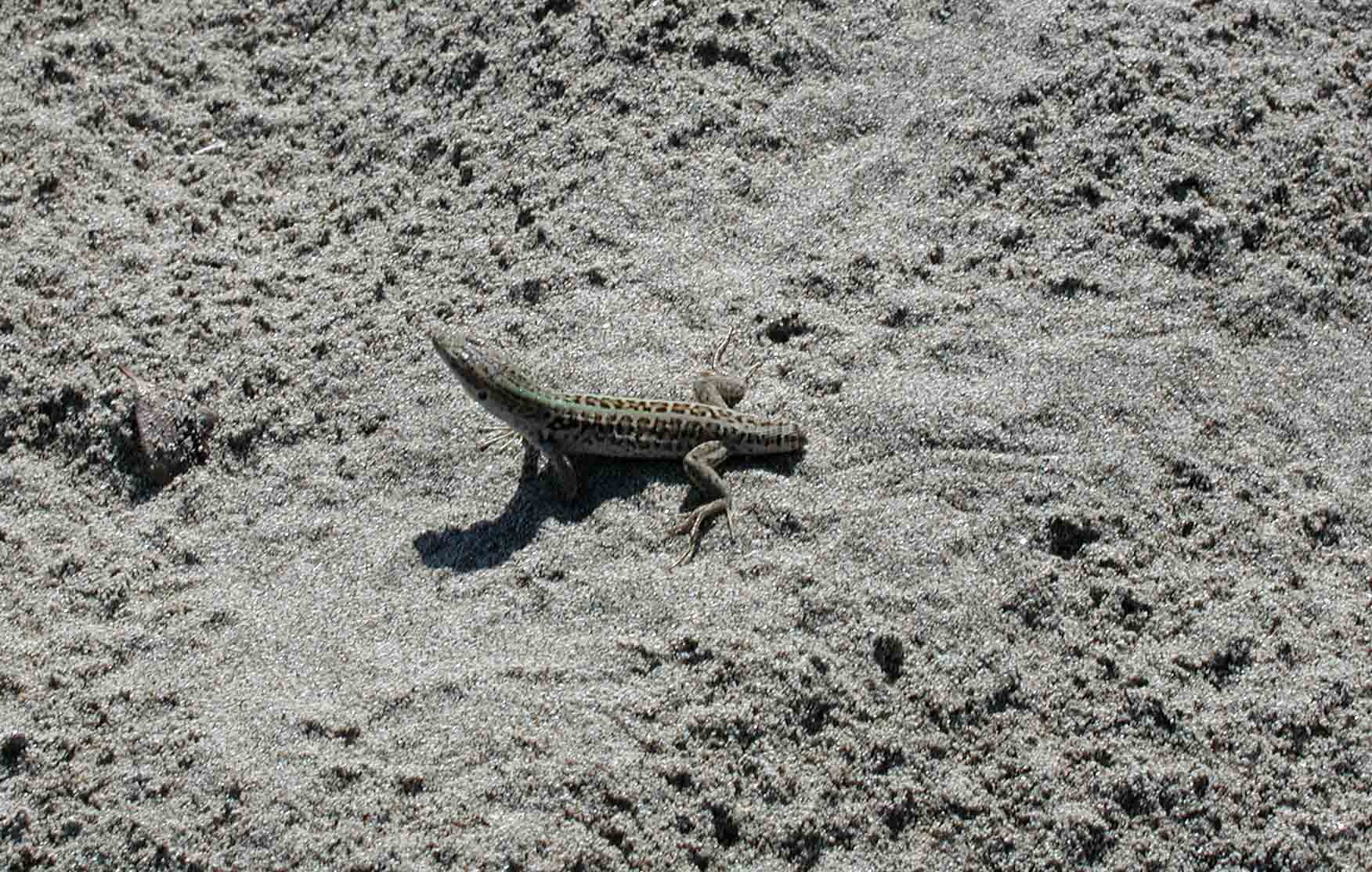 Podarcis sicula, autotomia
